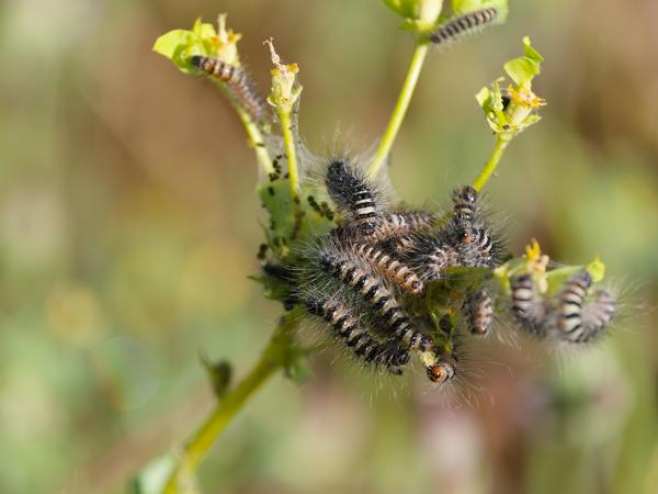 Cipreswolfsmelk (Euphorbia cyparissias)